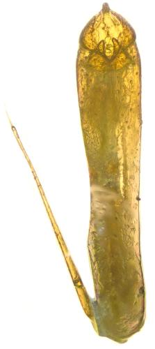 Réf. 294 523 : Sciodrepoides watsoni